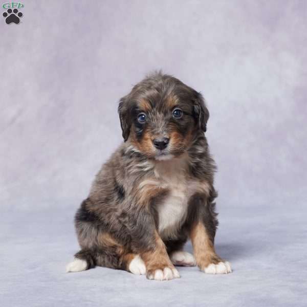 Axel, Mini Bernedoodle Puppy